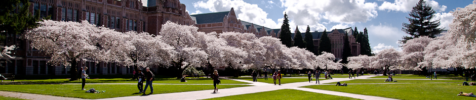 Cherry trees on UW campus
